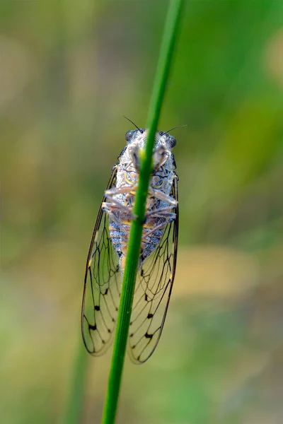 Macro Cicada Orni Sobre Caule Sul França Visto Baixo — Fotografia de Stock