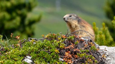 Alp dağ sıçanı (Marmota marmota) Fransız Alpleri 'nde, La Plagne Savoie Bölümü' nde bitki örtüsü arasında bulunur.