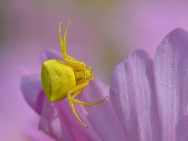 Makro Žlutého Krabího Pavouka Misumena Vatia Růžovém Okvětním Lístku Kosmu — Stock fotografie