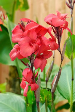 Yakın plan kırmızı konserve çiçekleri, genellikle kızılderili iğnesi olarak bilinir.