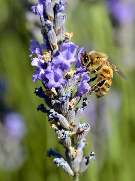Zbliżenie Pszczoły Miodnej Apis Żywiącej Się Niebieskim Kwiatem Lawendy — Zdjęcie stockowe