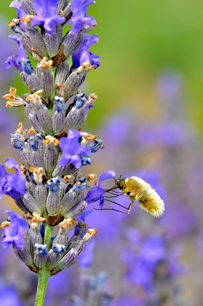 Bombylius Voo Alimentando Flor Lavanda — Fotografia de Stock