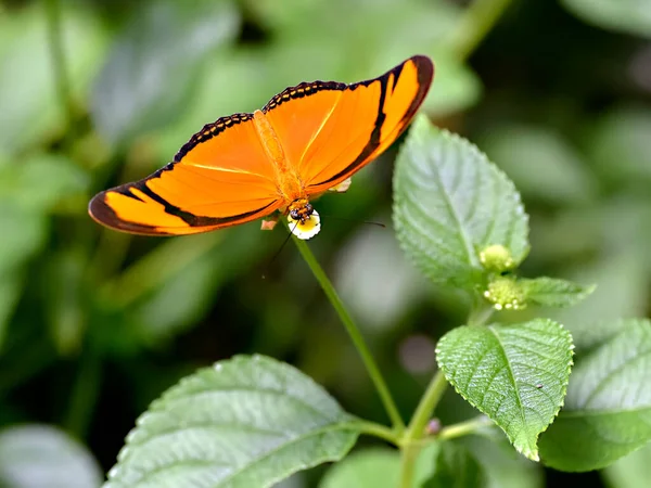 Makro Motyla Julia Dryas Iulia Żywiące Się Kwiatem Lantana Camara — Zdjęcie stockowe