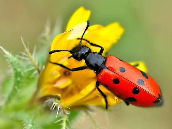 Macro Mylabris Quadripunctata Alimentando Flor Amarela Visto Cima — Fotografia de Stock