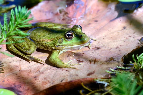 Rana Comestible Pelophylax Esculentus Sobre Hoja Sobre Agua — Foto de Stock