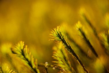 Orman bitkileri güneşli bir günde Bokeh 'le makro modda çekim yaparlar.