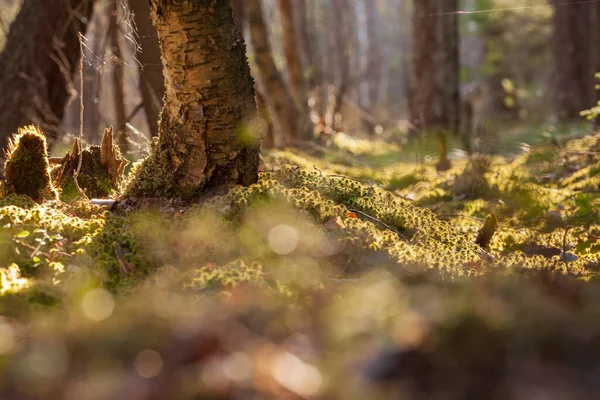 Piante Forestali Girate Una Giornata Sole Modalità Macro Con Bokeh Immagine Stock