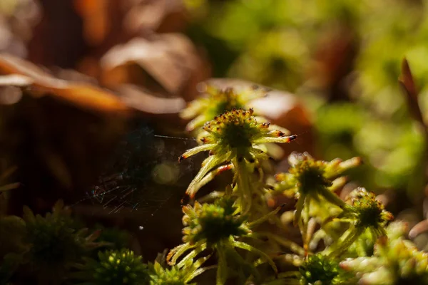 Orman Bitkileri Güneşli Bir Günde Bokeh Makro Modda Çekim Yaparlar Telifsiz Stok Imajlar