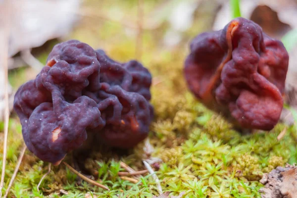 Μακρο Φωτογραφία Των Ψευδών Morels Στο Δάσος Άνοιξη Royalty Free Φωτογραφίες Αρχείου