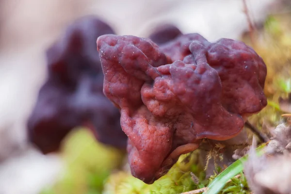 Macro Photo False Morels Spring Forest Images De Stock Libres De Droits