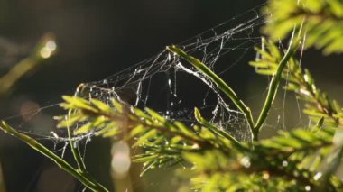 Orman bitkileri güneşli bir günde Bokeh 'le makro modda çekim yaparlar.