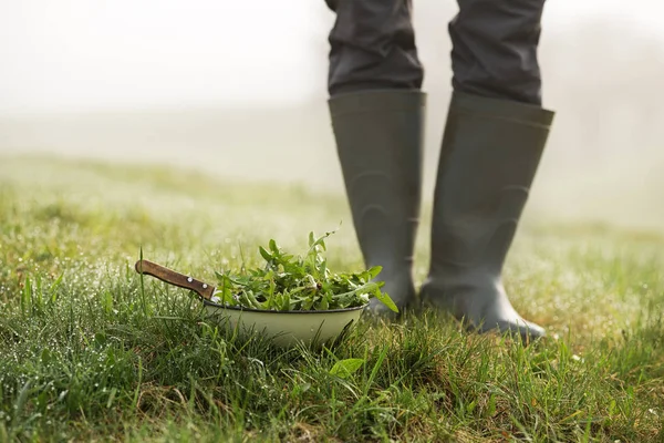 Diente de león en la naturaleza — Foto de Stock