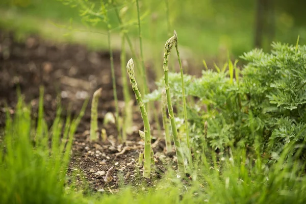 Asparagus in the garden — Stock Photo, Image