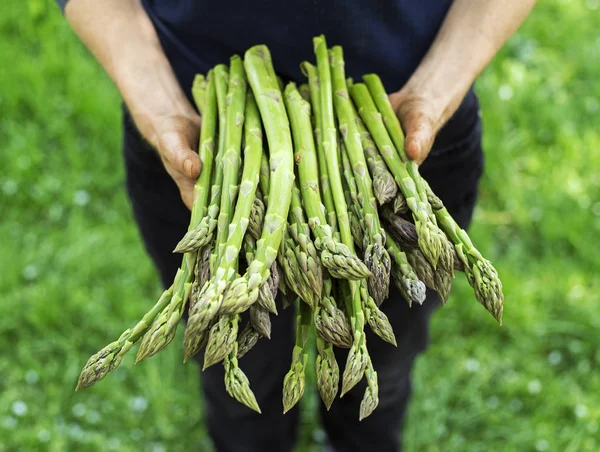 Asparagus in woman hand — Stock Photo, Image