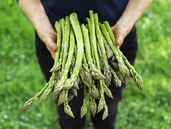 Spargel in Frauenhand — Stockfoto