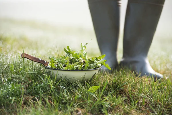 Maskros sallad plockning i gräs — Stockfoto