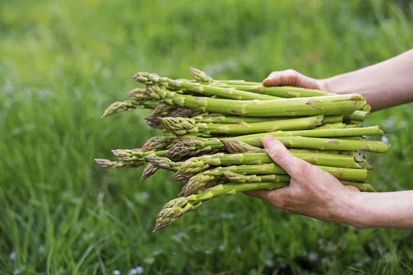 Picking Asparagus with hands — Stock Photo, Image