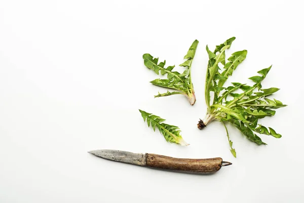 Karahindiba yaprakları üzerinde beyaz izole bıçak ile — Stok fotoğraf