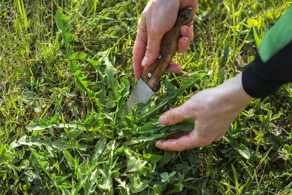 Friss Pitypang Levelek Szedése Késsel Kertben Gyermekláncfű Levelek Begyűjtése Egészséges — Stock Fotó