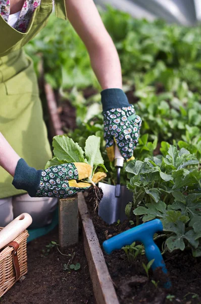 Jardinier Mains Plantation Plantes Gros Plan Une Femme Jardinage Serre — Photo