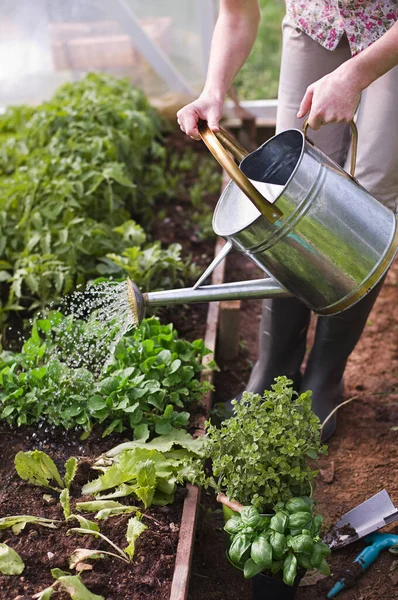 Woman Watering Plants Glasshouse Close Water Pouring Watering Can Plants — Stock Photo, Image