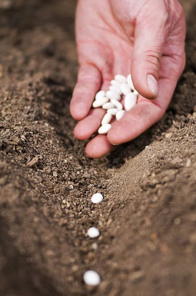 Mão Plantando Sementes Feijão Medula Horta Sementes Cultivo Manual Vegetais — Fotografia de Stock