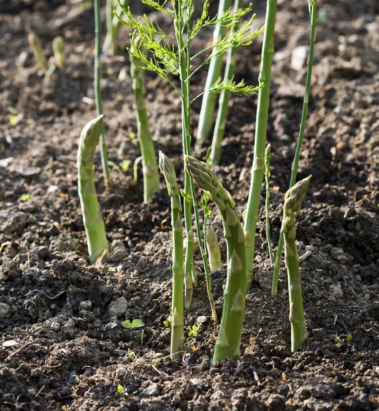 Asparagus Fresh Asparagus Green Asparagus Asparagus Growing Garden — Stock Photo, Image