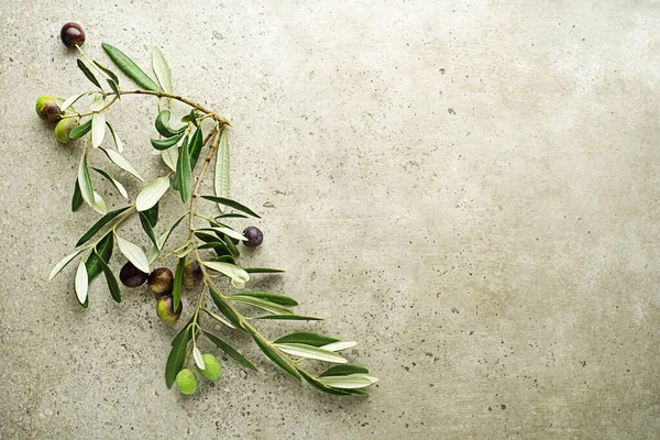 Branche Avec Les Olives Les Feuilles Fond Fermer Concept Huile — Photo