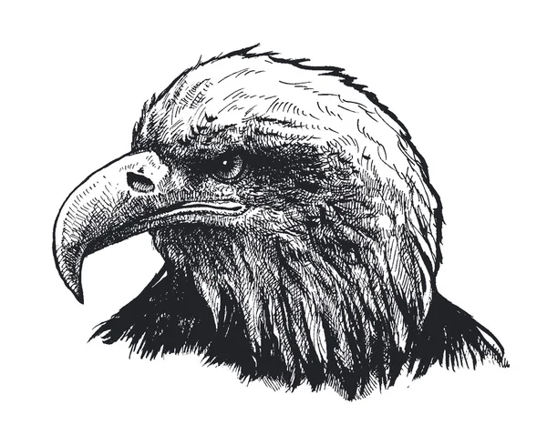 Tête d'aigle. illustration vectorielle — Image vectorielle
