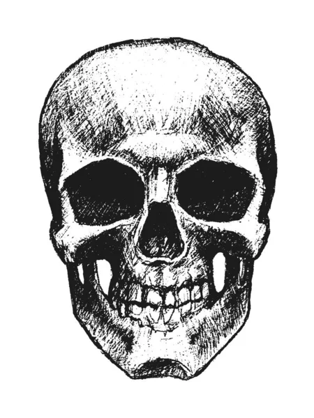 Vetor mão desenhada crânio — Vetor de Stock