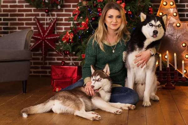 Dívka s dvěma psy husky u vánočního stromu — Stock fotografie