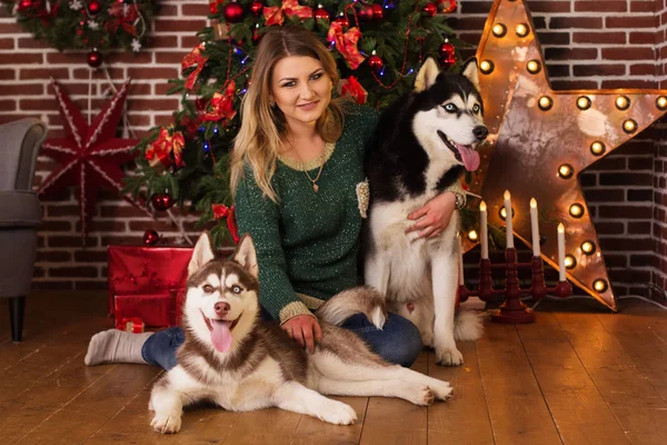 Girl with two dogs of husky near Christmas tree — Stock Photo, Image