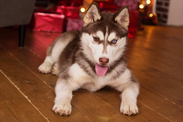 Schattige puppy van husky hond in de buurt van de kerstboom — Stockfoto