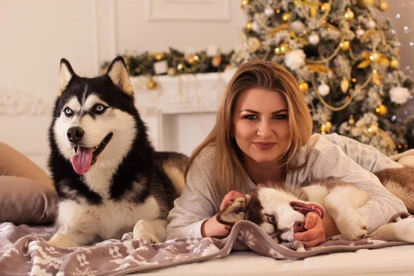 Husky kutya ágy mellett karácsonyfa lány — Stock Fotó