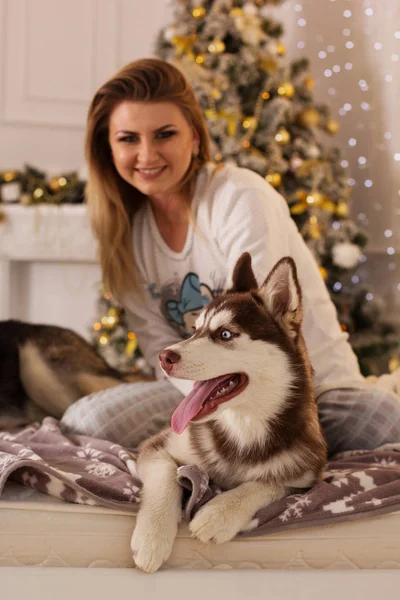 Husky kutya ágy mellett karácsonyfa lány — Stock Fotó