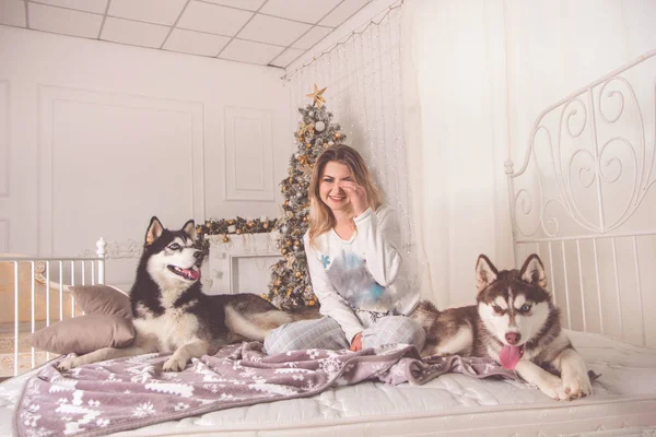 Girl with husky dog in bed near Christmas tree — Stock Photo, Image