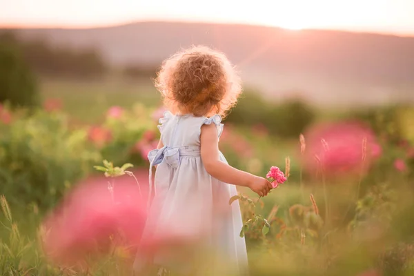 后视图的卷曲的孩子女孩走在春天花园与粉红色开花玫瑰花, 日落时间 — 图库照片