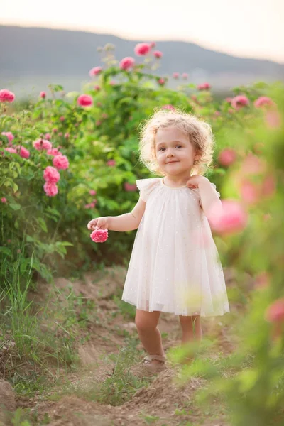 Pretty curly child girl is walking in spring garden with pink blossom roses flowers, sunset time — Stock Photo, Image