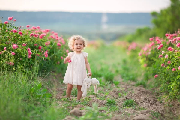 Ganska lockigt barn flicka promenader i vårträdgård med rosa blomma rosor blommor, solnedgång — Stockfoto