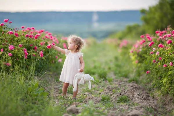 Docela kudrnaté dítě dívka chodí v zahradě na jaře s květy růží růžový květ, slunce — Stock fotografie