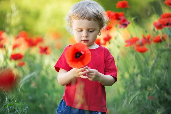 A small blond boy is holding red poppy flower — Stock Photo, Image