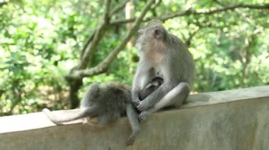 Family of monkeys in indonesian rainforest.