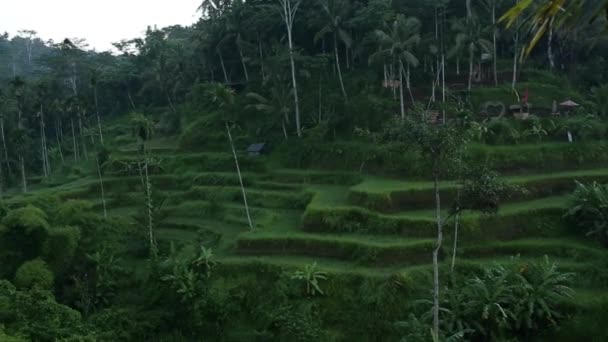 Terraza de arroz Tegallalang en Bali, Indonesia . — Vídeos de Stock