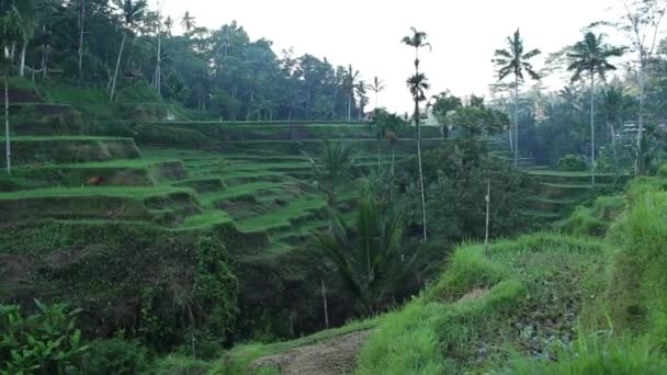 Rice terrace Tegallalang in Bali, Indonesia. — Stockvideo