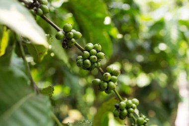 Endonezya 'daki dalda yeşil kahve çekirdekleri yetişiyor.