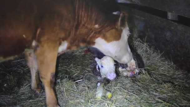 A few minutes after birth mother cow licking young infant vigorously clean baby cow cattle. New born calf. People wipe from the mucus of a newborn calf. 1920x1080 — Stock Video © A few minutes after birth mother cow licking young infant vigorously clean baby cow cattle. New born calf. People wipe from the mucus of a newborn calf. 1920x1080 — Stock Video ©
