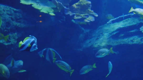 Schone Exotische Fische In Einem Aquarium Zu Sehen Unterwasserszene Stockfoto C Emaria