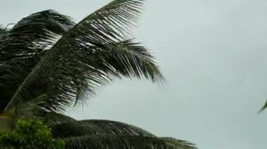 Resultado de imagem para fotos ventos balançando palmeiras