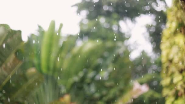 Trópusi eső esik, esik a pálmafák, a sziget Koh Samui módosításait a fókusz fák, Thaiföld 1920 x 1080