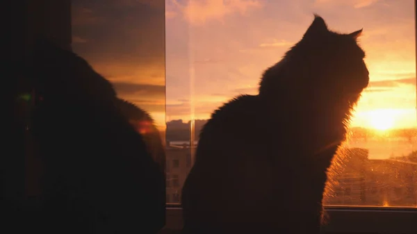 Beautiful Maine Coon cat to sit on the window watch sunlight at sunset.